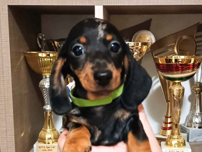 Dachshund puppy for sale