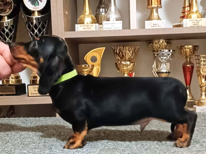 Dachshund puppy for sale