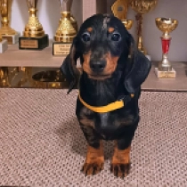 Little Dog – kaninchen, black and tan merle Dachshund en venta