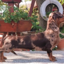 Little Tiger – miniature, tiger Dackel Welpen kaufen