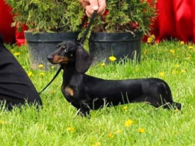Dachshund puppy for sale