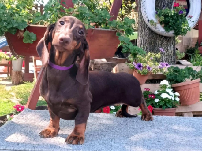 Dachshund puppy for sale