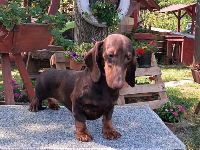 Dachshund puppy for sale