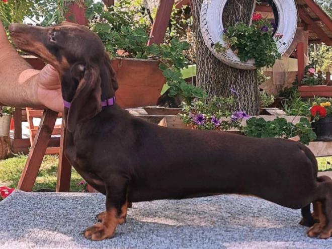 Dachshund puppy for sale