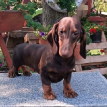 Hiccup, chocolate and tan Dachshund for sale