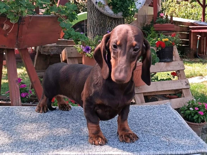 Dachshund puppy for sale