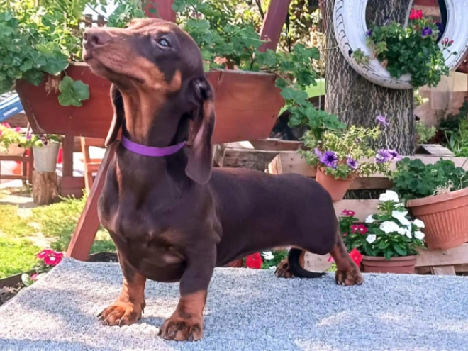 Dachshund puppy for sale