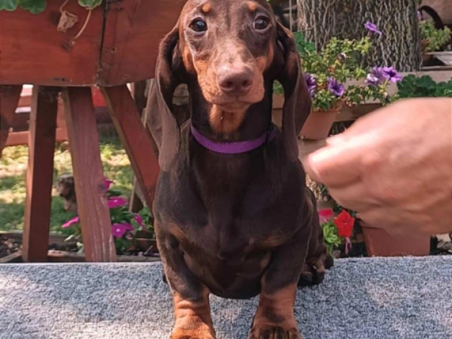 Dachshund puppy for sale
