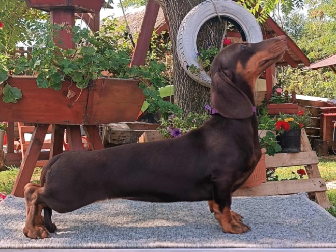 Dachshund puppy for sale