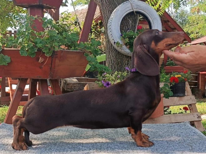 Dachshund puppy for sale