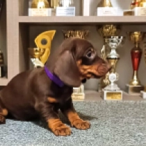 Dachshund puppy for sale