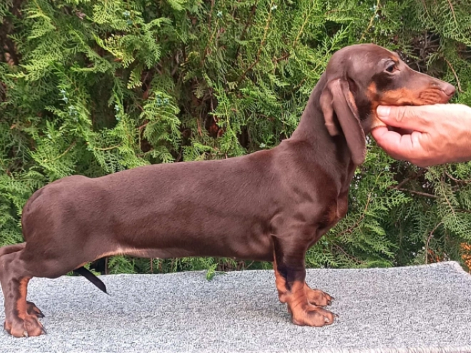 Perros Dachshund en venta