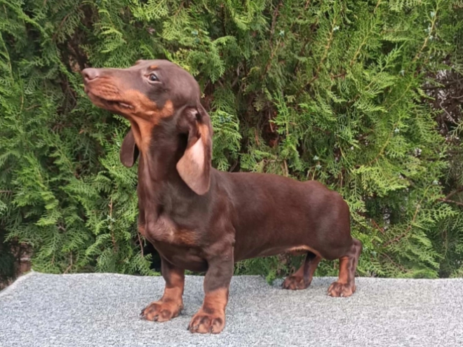 Perros Dachshund en venta