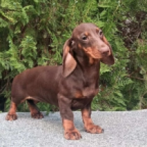 Hiccup, chocolate and tan Dackel Welpen kaufen