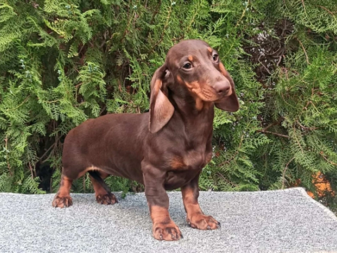 Perros Dachshund en venta
