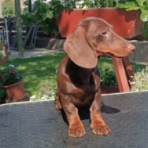 Longer, chocolate and tan Dackel Welpen kaufen