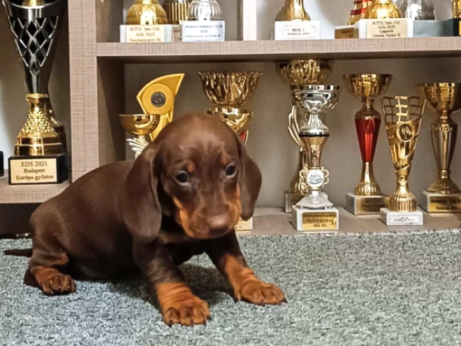 Dachshund puppy for sale