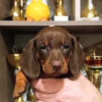 Dachshund puppy for sale
