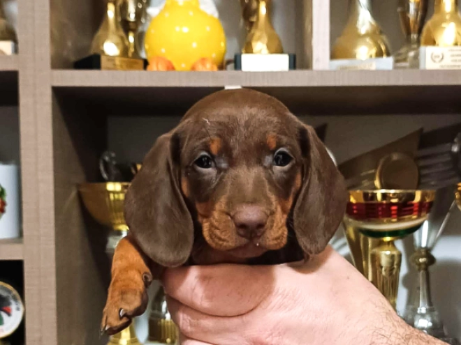 Dachshund puppy for sale