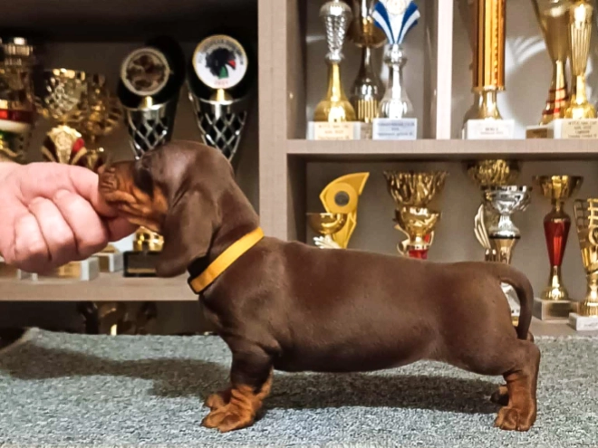 Dachshund puppy for sale