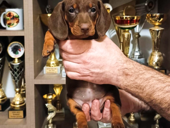 Dachshund puppy for sale