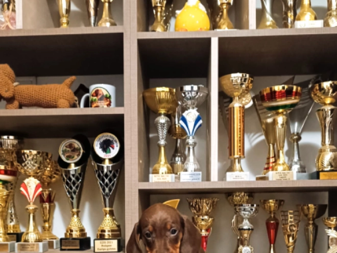 Dachshund puppy for sale