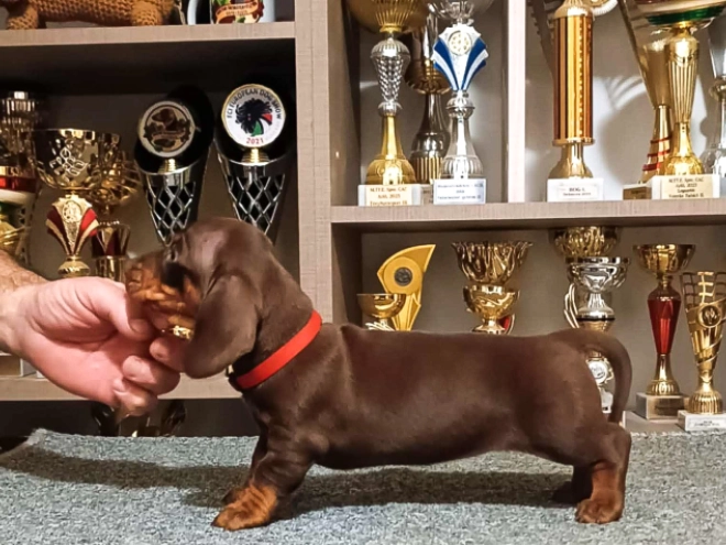Dachshund puppy for sale