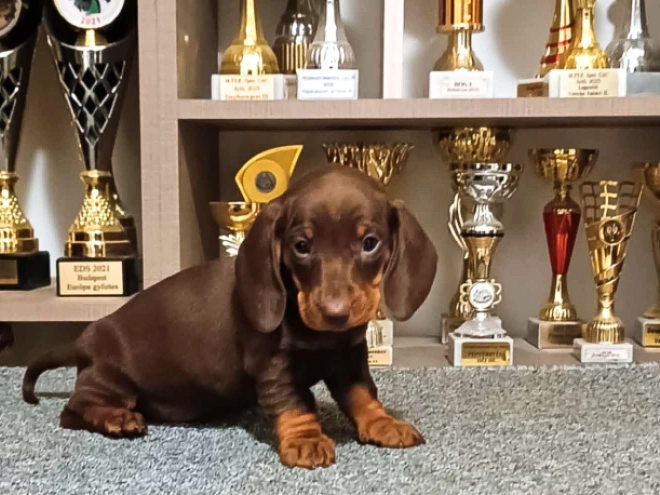 Dachshund puppy for sale