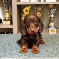Dachshund puppy for sale