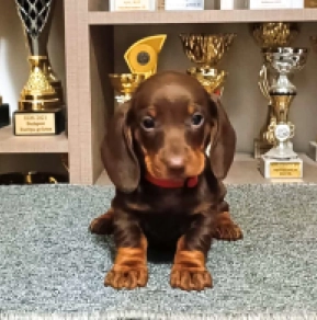 Dachshund puppy for sale