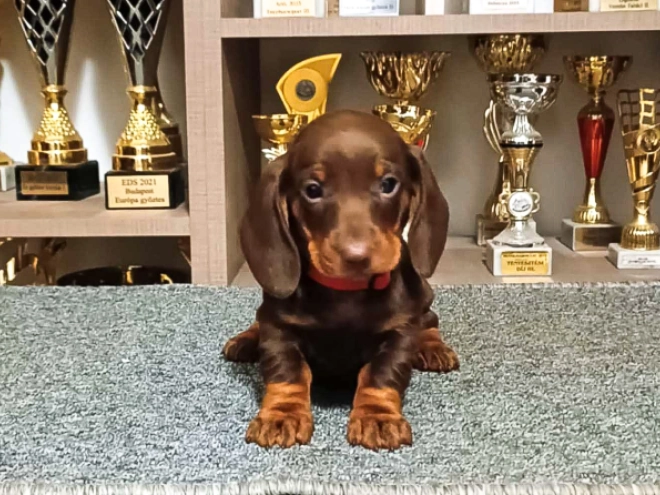 Dachshund puppy for sale