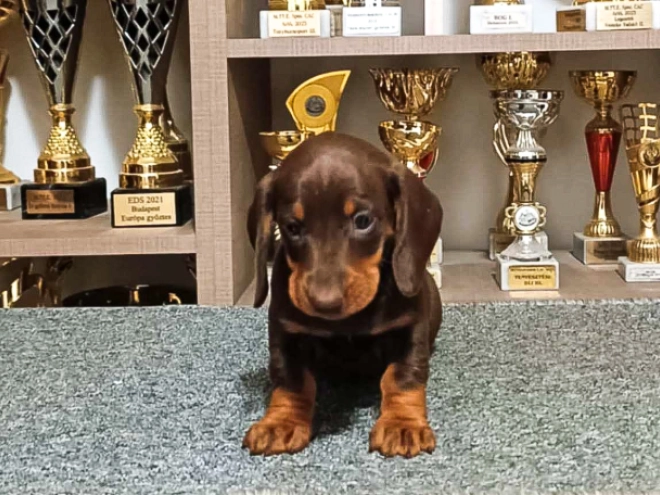Dachshund puppy for sale