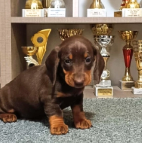 Dachshund puppy for sale