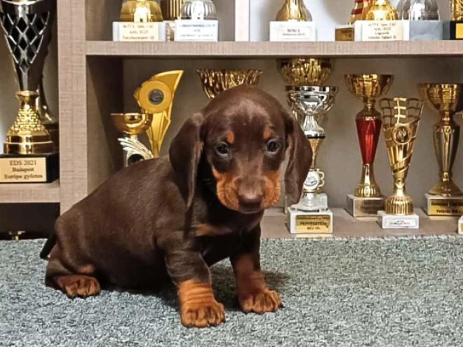 Dachshund puppy for sale