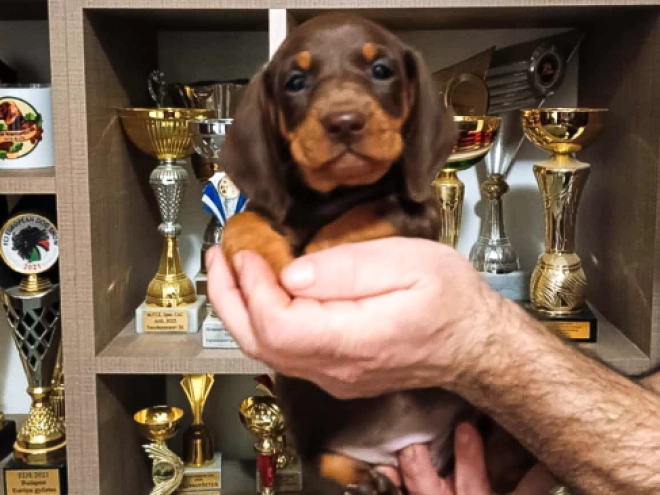 Dachshund puppy for sale