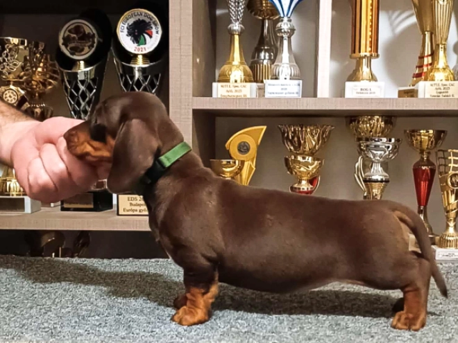 Dachshund puppy for sale