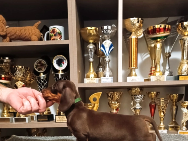 Dachshund puppy for sale