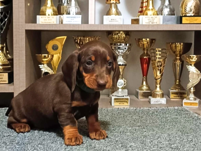 Dachshund puppy for sale