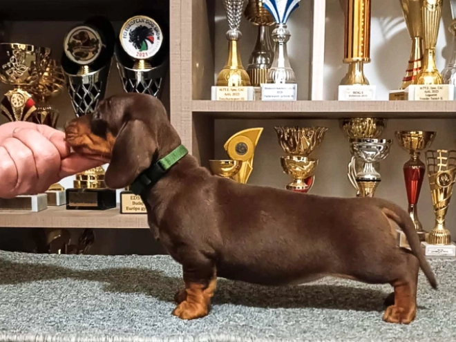 Dachshund puppy for sale