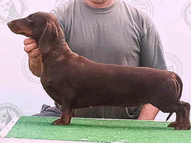 Dachshund puppy for sale