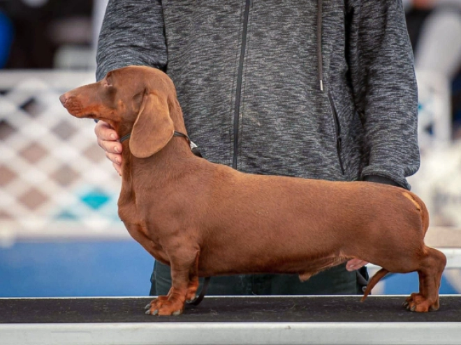 Dachshund puppy for sale