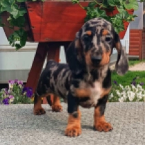Little Dog – miniature, tiger Dachshund for sale
