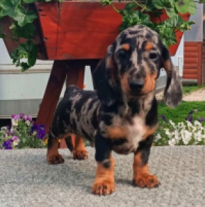 Perros Dachshund en venta