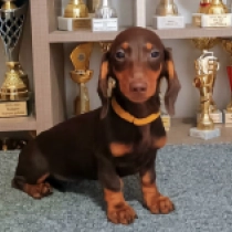 Emily, brown and tan Dackel Welpen kaufen