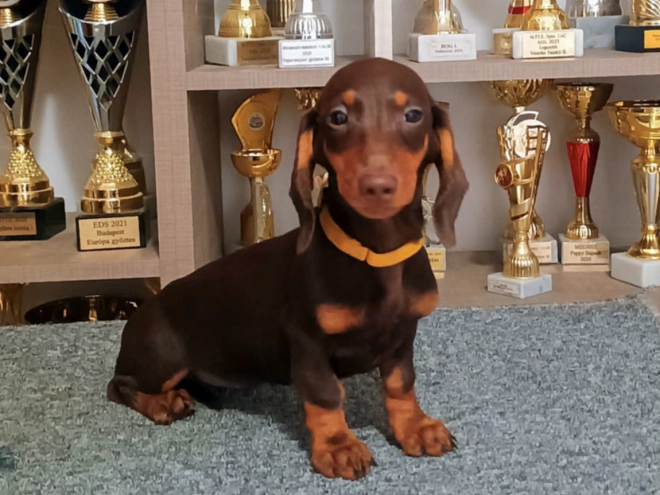 Perros Dachshund en venta