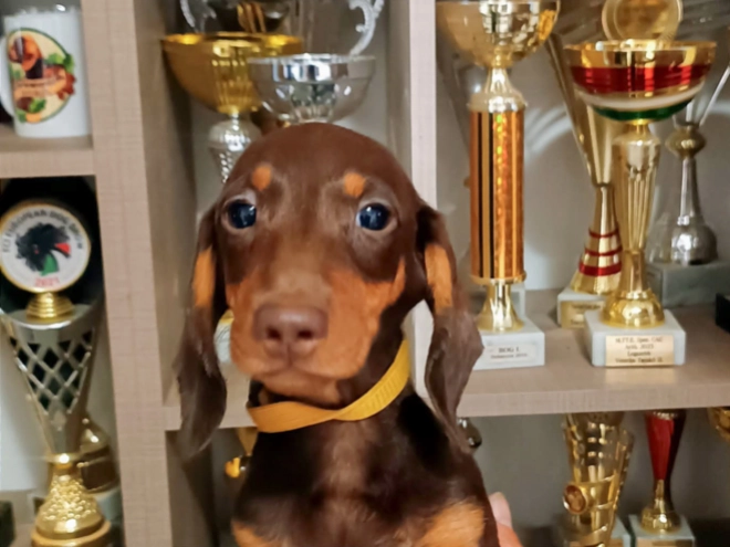 Perros Dachshund en venta