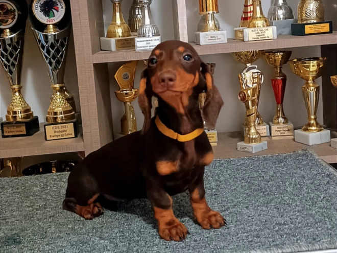 Perros Dachshund en venta