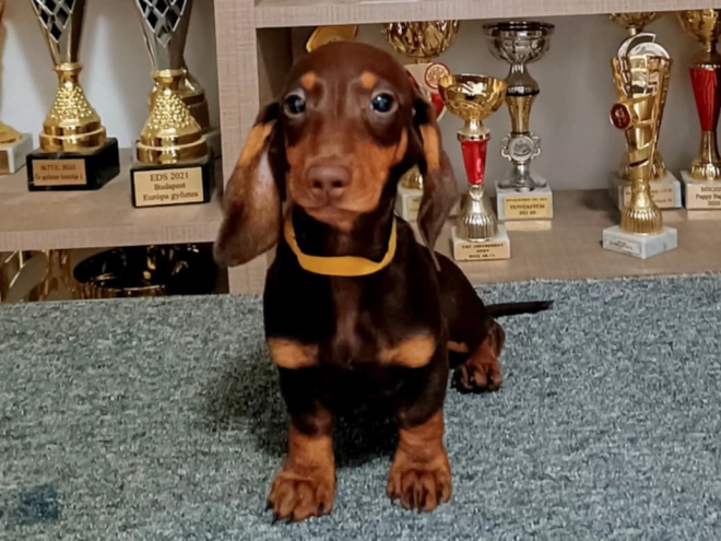 Perros Dachshund en venta