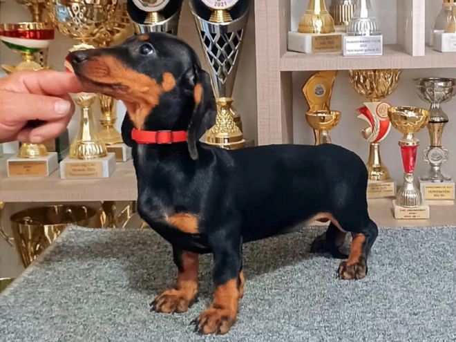 Dachshund puppy for sale