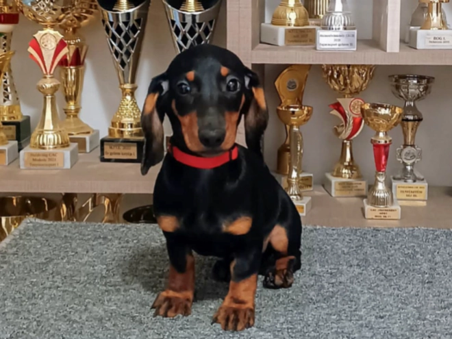 Dachshund puppy for sale